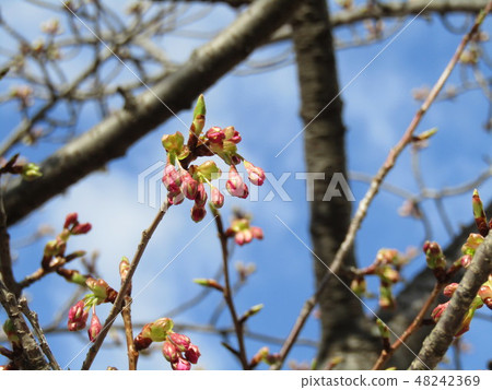Bud of inage inflated Inage coastal station Kawazuzaku 48242369