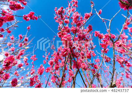 Red plum and blue sky 48243737