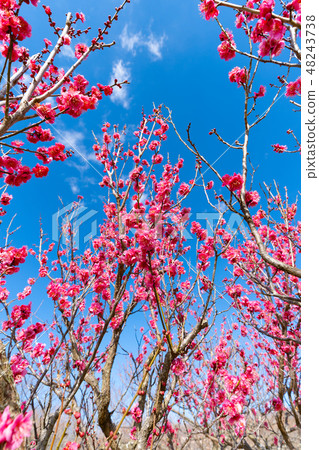 Red plum and blue sky 48243738