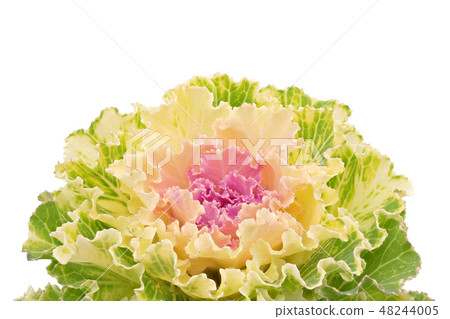 Leaf peony (depth synthesis) 48244005
