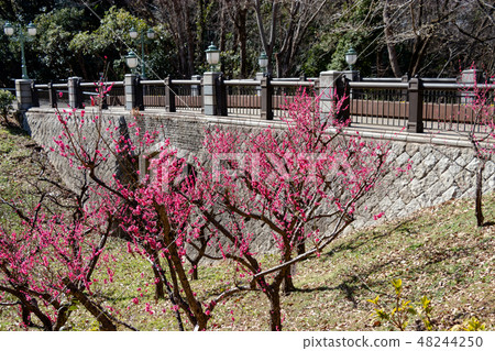 Scenery of plum garden Chiba prefectural Aoba no mori Park 48244250