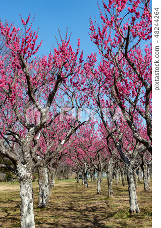 李子庭院千葉縣青葉沒有mori公園風景 李子庭院千葉縣青葉沒有mori公園風景 48244264