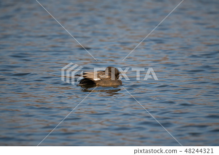 Okayoshigamo resting on the surface of the water 48244321