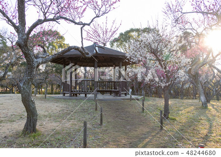 Scenery of plum garden Chiba prefectural Aoba no mori Park 48244680