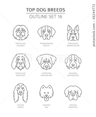 Top dog breeds. Pet outline collection. Vector Top dog breeds. Pet outline collection. Vector 48244772