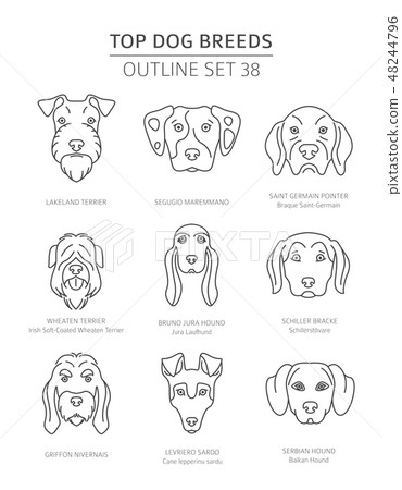 Top dog breeds. Pet outline collection. Vector Top dog breeds. Pet outline collection. Vector 48244796