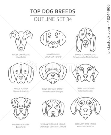 Top dog breeds. Pet outline collection. Vector  48244906