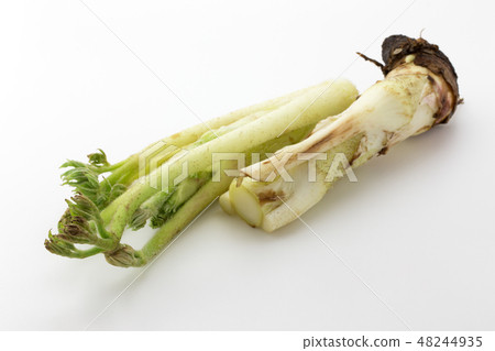 Mountain Udo Mountain Udo 48244935