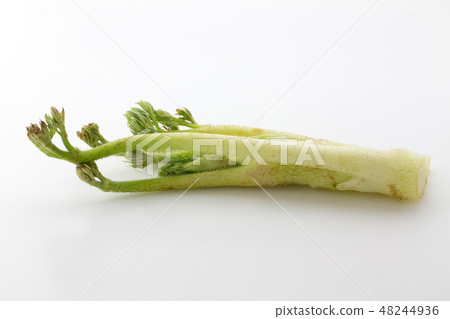 Mountain Udo 48244936