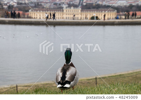 Duck overlooking Schönbrunn Palace in Vienna Duck overlooking Schönbrunn Palace in Vienna 48245009