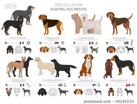 Hunting dogs vector collection isolated on white Hunting dogs vector collection isolated on white 48245010