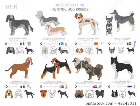 Hunting dogs vector collection isolated on white Hunting dogs vector collection isolated on white 48245011
