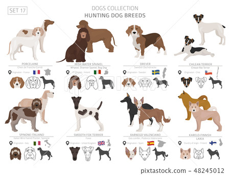 Hunting dogs vector collection isolated on white 48245012
