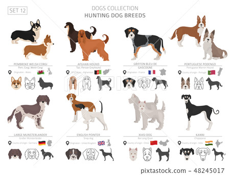 Hunting dogs vector collection isolated on white - Stock