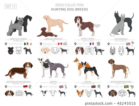 Hunting dogs vector collection isolated on white - Stock Illustration ...