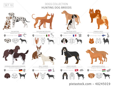 Hunting dogs vector collection isolated on white 48245019