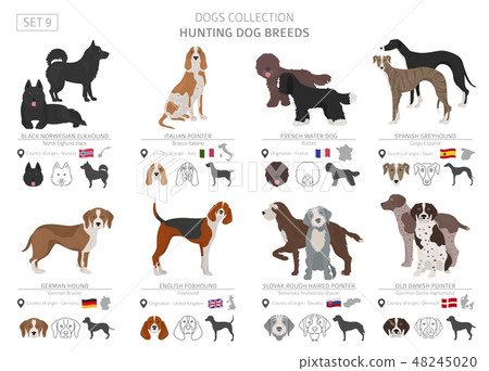Hunting dogs vector collection isolated on white 48245020