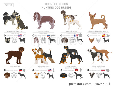 Hunting dogs vector collection isolated on white 48245021