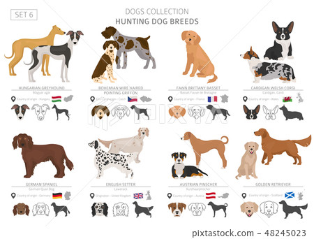 Hunting dogs vector collection isolated on white 48245023