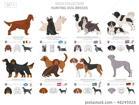 Hunting dogs vector collection isolated on white 48245028