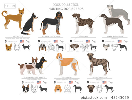 Hunting dogs vector collection isolated on white Hunting dogs vector collection isolated on white 48245029