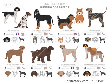 Hunting dogs vector collection isolated on white Hunting dogs vector collection isolated on white 48245030