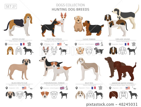 Hunting dogs vector collection isolated on white 48245031