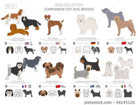 Companion and miniature toy dogs collection Companion and miniature toy dogs collection 48245120