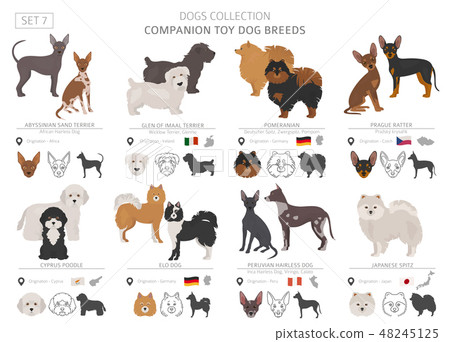 Companion and miniature toy dogs collection 48245125