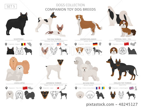 Companion and miniature toy dogs collection 48245127