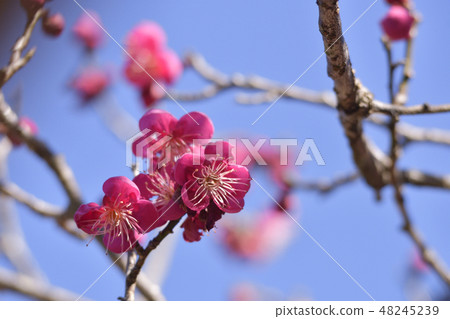 Shimogamo Shrine plumes of plum Shimogamo Shrine plumes of plum 48245239