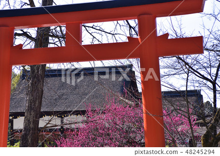 Shimogamo Shrine羽毛梅花 48245294