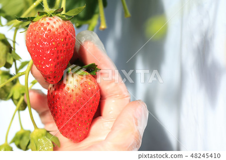 Ichigo strawberry picking image Ichigo strawberry picking image 48245410