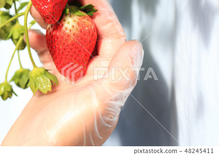 Ichigo strawberry picking image 48245411