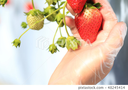 Ichigo草莓採摘圖像 Ichigo草莓採摘圖像 48245414
