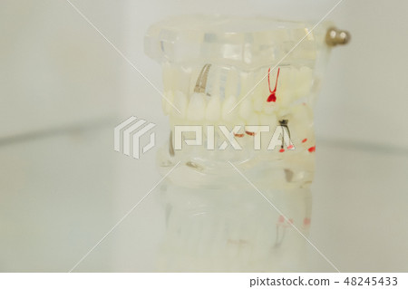 Plastic teeth of the model. How to brush your teeth correctly. Isolated on a white background. The 48245433