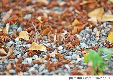 Brown shikimi fruit Brown shikimi fruit 48245624
