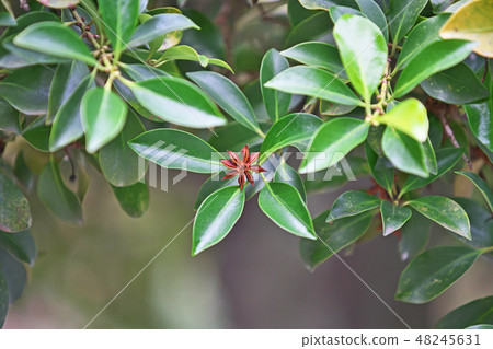 Brown shikimi fruit 48245631