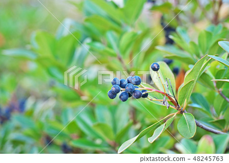 Blue Sharimbai Fruit 48245763