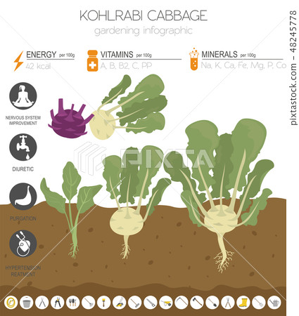 Kohlrabi, cabbage turnip  graphic template. 48245778