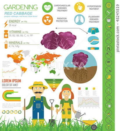 Cabbage graphic set. Gardening, farming info Cabbage graphic set. Gardening, farming info 48245819