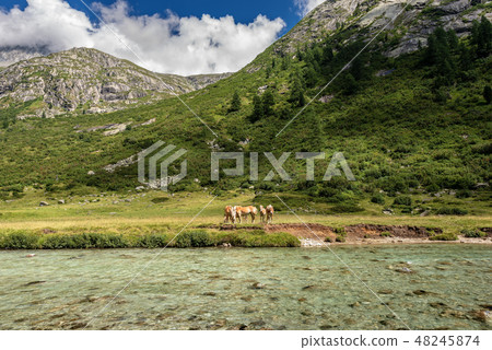 National Park of Adamello Brenta - Trentino Italy 48245874