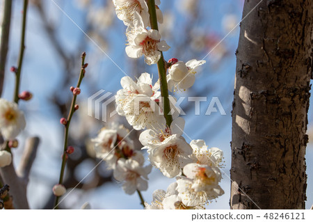Prefectural Aoba no Mori Park's White Plum Chiba Prefecture Chiba-shi Prefectural Aoba no Mori Park's White Plum Chiba Prefecture Chiba-shi 48246121