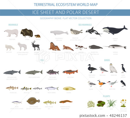 Ice sheet and polar desert biome. ecosystem  48246137