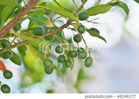 Green Holtonoki fruit 48246177