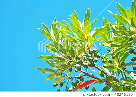 Green Holtonoki fruit 48246180