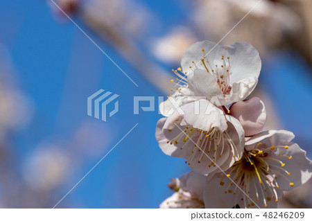 Prefectural Aoba no Mori Park's White Plum Chiba Prefecture Chiba-shi 48246209