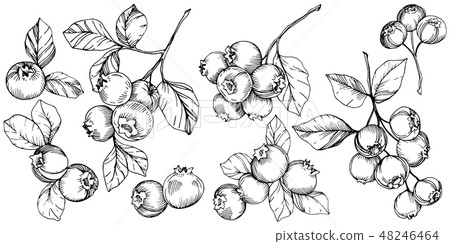 Vector Blueberry black and white engraved ink art. Berries and leaves. Isolated blueberry 48246464