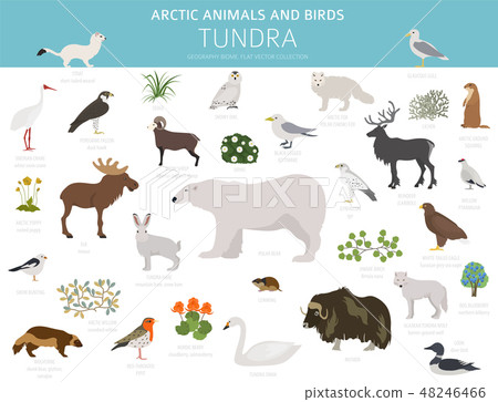 Tundra biome. ecosystem world map 48246466