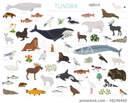 Tundra biome. ecosystem world map 48246480